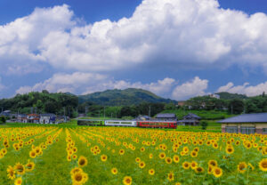 【香川県まんのう町】ひまわりまつり2024の開催のお知らせ(7/13)